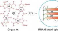 Novel Tool Explores RNA G-Quadruplexes for Therapeutic Development