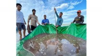 Rare Giant Stingray Caught in Cambodia – A Conservation Success Story