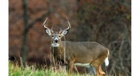 Deer Hunting Decline: Challenges for Wildlife Management