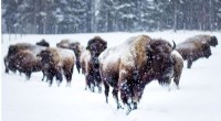 Genetic Evidence of Cattle DNA in North American Bison Herds - Scientific Reports