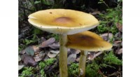 Horizontal Gene Transfer Enables Toxin Production in Mushrooms