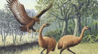 Ancient DNA Reveals Moa s Response to Climate Change