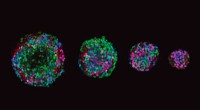 Unlocking Early Cell Differentiation: New Research Reveals Key Insights