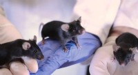 Reproducibility Crisis in Animal Research: Experimenter Influence on Results