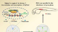 Sinhcaf s Role in Primordial Germ Cell Development