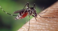Mosquito Tracking App: Combating Malaria with Innovative Technology
