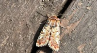 Climate Change Accelerates Pine Beauty Moth Range Northward - University of Eastern Finland Study