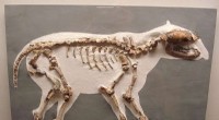 Eocene Paleotheriidae Diet: Uncovering Feeding Habits of Extinct  Pseudo Horses 