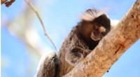 How Personality Traits Impact Learning in Marmosets