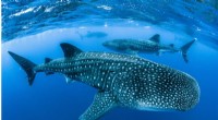 Shipping Accidents Threaten Endangered Whale Sharks: New Research