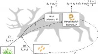 Parasite Impacts on Herbivore Diet and Ecosystem Dynamics: A Modeling Framework