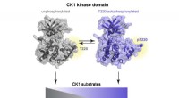 Understanding Enzyme Regulation: Insights from CK1 Research