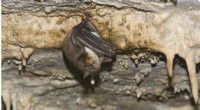 Bat Buzzing Mimicry: How Bats Fool Predators with Hornet Sounds