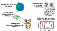 Cyanobacteria s Circadian Clock: A Key Mechanism Uncovered by Chronobiologists