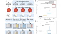 Understanding Antibiotic Resistance: Mapping Mutation Effects in Bacteria