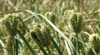 Finger Millet: Boosting Yield & Quality for Sustainable Agriculture