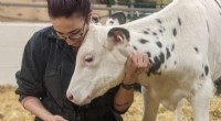Probiotic Supplement Improves Health of Newborn Dairy Calves - University of Alberta Research