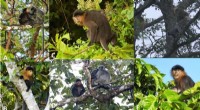 Mystery Monkey of Malaysia: Hybrid Proboscis & Silvery Langur?