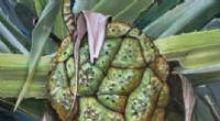 Ancient Australian Fruit Fossil Reveals New Pandanus Species