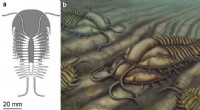 Mid-Cambrian Trilobite Reveals Ancient Horseshoe Crab-Like Mating