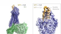 New Insights into Neuropeptide Signaling: Molecular Mechanisms Revealed
