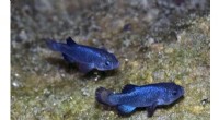 Devil s Hole Pupfish: A Remarkable Desert Survival Story