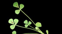Decoding Plant Movement: New Insights into Medicago truncatula Leaf Control