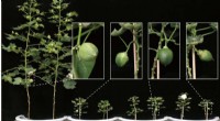Cellulose Synthase Supercomplex in Cotton Fibers: Impact on Plant Growth and Fiber Development