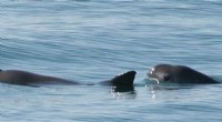 Vaquita Porpoise: A Glimmer of Hope for the World s Smallest Marine Mammal