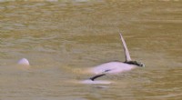Bolivian River Dolphins & Anaconda Interaction: A Rare Wildlife Encounter