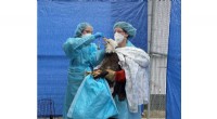 Avian Flu Impacts Bald Eagles & Other Birds: A Growing Concern
