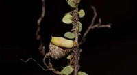 Rare Agapetes Species Discovered in Tibet: New Find Adds to Asian Biodiversity