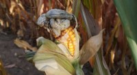 Rip1: How a Fungal Effector Suppresses Maize Plant Defenses