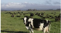 New Zealand Close to Eradicating Mycoplasma bovis in Cattle Herd