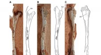 Ancient Brazilian Reptile Discovery: Insights into Early Pterosaur Evolution