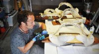 Shark Jaw Analysis: Unlocking Insights into Shark Populations and Conservation