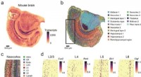 High-Resolution Cell-Type Maps of the Mouse Brain with Stereo-seq