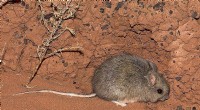 Female Distribution Drives Testis Size Evolution in Australian Rodents
