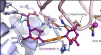 3D Map Reveals Potential New Cancer Drug Target: Spliceostatin A