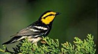 New Map Aids Conservation of Endangered Golden-Cheeked Warbler