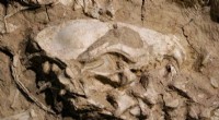 Ancient Dog Fossil Discovery: Unearthing the Archeocyon