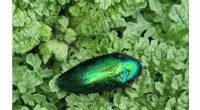 Iridescence as Deceptive Warning: New Research on Jewel Beetles