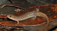 New Salamander Species Discovered in Gulf Coast, Expanding North American Biodiversity