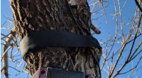 Tree Sensors Reveal Urban Tree Life: Growth, Bloom & More