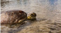 Queensland Sea Turtles Impacted by Floods & Mysterious Illness