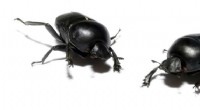 New Dung Beetle Species Arrives in Australia for Ecosystem Research