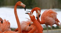 National Zoo Flamingo Attack: Fox Kills Dozens of Birds