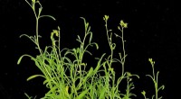 Stress-Tolerant Plants: Unlocking Growth Secrets in Extreme Conditions