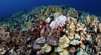 Coral Bleaching Mapping: Understanding Resilience & Vulnerability to Marine Heatwaves