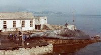Blue Whale History: The Story of a Hunted Giant